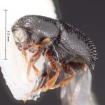 female | Image Author: TH Atkinson | Florida State Collection of Arthropods, Gainesville, Florida | Las Bocas | Collection: Florida State Collection of Arthropods