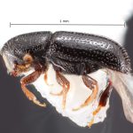 female | Image Author: TH Atkinson | Florida State Collection of Arthropods, Gainesville, Florida | Las Bocas | Collection: Florida State Collection of Arthropods