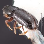 female | Image Author: TH Atkinson | Florida State Collection of Arthropods, Gainesville, Florida | Las Bocas | Collection: Florida State Collection of Arthropods