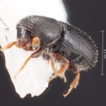 male | Image Author: TH Atkinson | Florida State Collection of Arthropods, Gainesville, Florida | Las Bocas | Collection: Florida State Collection of Arthropods