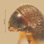 female | Image Author: TH Atkinson | Florida State Collection of Arthropods, Gainesville, Florida | Totolapan, 4 mi (6 km) N | Collection: Entomology