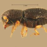 female | Image Author: TH Atkinson | Florida State Collection of Arthropods, Gainesville, Florida | Totolapan, 4 mi (6 km) N | Collection: Entomology