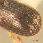 male | Image Author: TH Atkinson | Florida State Collection of Arthropods, Gainesville, Florida | Totolapan, 4 mi (6 km) N | Collection: Entomology