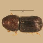 male | Image Author: TH Atkinson | Florida State Collection of Arthropods, Gainesville, Florida | Totolapan, 4 mi (6 km) N | Collection: Entomology