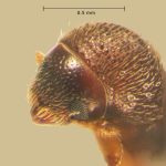 male | Image Author: TH Atkinson | Florida State Collection of Arthropods, Gainesville, Florida | Totolapan, 4 mi (6 km) N | Collection: Entomology