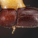 male | Image Author: TH Atkinson | Florida State Collection of Arthropods, Gainesville, Florida | holotype Dendroterus decipiens Wood | holotype | Tequila, 3 mi NW | Collection: Snow Entomological Museum, Univ. Kansas