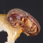 male | Image Author: TH Atkinson | Florida State Collection of Arthropods, Gainesville, Florida | holotype Dendroterus decipiens Wood | holotype | Tequila, 3 mi NW | Collection: Snow Entomological Museum, Univ. Kansas