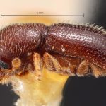 male | Image Author: TH Atkinson | Florida State Collection of Arthropods, Gainesville, Florida | holotype Dendroterus decipiens Wood | holotype | Tequila, 3 mi NW | Collection: Snow Entomological Museum, Univ. Kansas