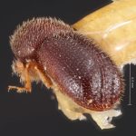 male | Image Author: TH Atkinson | Florida State Collection of Arthropods, Gainesville, Florida | holotype Dendroterus decipiens Wood | holotype | Tequila, 3 mi NW | Collection: Snow Entomological Museum, Univ. Kansas