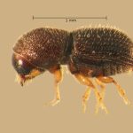 male | Image Author: TH Atkinson | Florida State Collection of Arthropods, Gainesville, Florida | Totolapan, 4 mi (6 km) N | Collection: Entomology