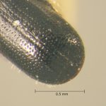 female | Image Author: TH Atkinson | Florida State Collection of Arthropods, Gainesville, Florida | Playa del Coco | Collection: Entomology