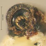 female | Image Author: TH Atkinson | Florida State Collection of Arthropods, Gainesville, Florida | Playa del Coco | Collection: Entomology