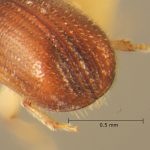 male | Image Author: TH Atkinson | Florida State Collection of Arthropods, Gainesville, Florida | Playa del Coco | Collection: Entomology