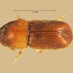 male | Image Author: TH Atkinson | Florida State Collection of Arthropods, Gainesville, Florida | Playa del Coco | Collection: Entomology