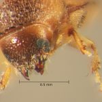 male | Image Author: TH Atkinson | Florida State Collection of Arthropods, Gainesville, Florida | Playa del Coco | Collection: Entomology