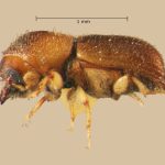 male | Image Author: TH Atkinson | Florida State Collection of Arthropods, Gainesville, Florida | Playa del Coco | Collection: Entomology