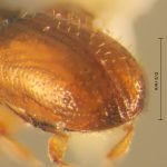female | Image Author: TH Atkinson | Florida State Collection of Arthropods, Gainesville, Florida | Volcán del Agua | Collection: Entomology