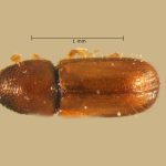 female | Image Author: TH Atkinson | Florida State Collection of Arthropods, Gainesville, Florida | Volcán del Agua | Collection: Entomology