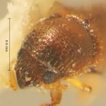 female | Image Author: TH Atkinson | Florida State Collection of Arthropods, Gainesville, Florida | Volcán del Agua | Collection: Entomology