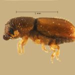 female | Image Author: TH Atkinson | Florida State Collection of Arthropods, Gainesville, Florida | Volcán del Agua | Collection: Entomology
