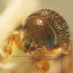 male | Image Author: TH Atkinson | Florida State Collection of Arthropods, Gainesville, Florida | Volcán del Agua | Collection: Entomology