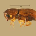male | Image Author: TH Atkinson | Florida State Collection of Arthropods, Gainesville, Florida | Volcán del Agua | Collection: Entomology