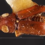 female | Image Author: TH Atkinson | Florida State Collection of Arthropods, Gainesville, Florida | holotype Pityoborus velutinus Wood | holotype | Guadalajara, 14 mi (23 km) NW | Collection: Snow Entomological Museum, Univ. Kansas