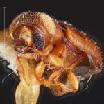 female | Image Author: TH Atkinson | Florida State Collection of Arthropods, Gainesville, Florida | holotype Pityoborus velutinus Wood | holotype | Guadalajara, 14 mi (23 km) NW | Collection: Snow Entomological Museum, Univ. Kansas