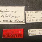 female | Image Author: TH Atkinson | Florida State Collection of Arthropods, Gainesville, Florida | holotype Pityoborus velutinus Wood | holotype | Guadalajara, 14 mi (23 km) NW | Collection: Snow Entomological Museum, Univ. Kansas