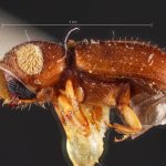female | Image Author: TH Atkinson | Florida State Collection of Arthropods, Gainesville, Florida | holotype Pityoborus velutinus Wood | holotype | Guadalajara, 14 mi (23 km) NW | Collection: Snow Entomological Museum, Univ. Kansas