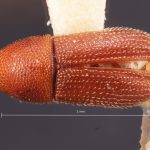 female | Image Author: TH Atkinson | Florida State Collection of Arthropods, Gainesville, Florida | paralectotype Spermophthorus apulieae Costa Lima | paralectotype | Campos | Collection: Faculdade de Engenharia