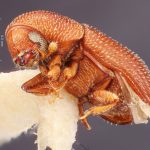 female | Image Author: TH Atkinson | Florida State Collection of Arthropods, Gainesville, Florida | paralectotype Spermophthorus apulieae Costa Lima | paralectotype | Campos | Collection: Faculdade de Engenharia