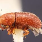 female | Image Author: TH Atkinson | Florida State Collection of Arthropods, Gainesville, Florida | paralectotype Spermophthorus apulieae Costa Lima | paralectotype | Campos | Collection: Faculdade de Engenharia