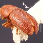 female | Image Author: TH Atkinson | Florida State Collection of Arthropods, Gainesville, Florida | paralectotype Spermophthorus apulieae Costa Lima | paralectotype | Campos | Collection: Faculdade de Engenharia