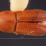 male | Image Author: TH Atkinson | Florida State Collection of Arthropods, Gainesville, Florida | paralectotype Spermophthorus apulieae Costa Lima | paralectotype | Campos | Collection: Faculdade de Engenharia