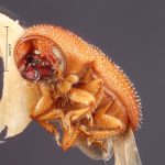 male | Image Author: TH Atkinson | Florida State Collection of Arthropods, Gainesville, Florida | paralectotype Spermophthorus apulieae Costa Lima | paralectotype | Campos | Collection: Faculdade de Engenharia