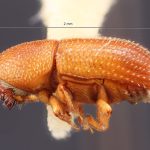 male | Image Author: TH Atkinson | Florida State Collection of Arthropods, Gainesville, Florida | paralectotype Spermophthorus apulieae Costa Lima | paralectotype | Campos | Collection: Faculdade de Engenharia