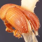 male | Image Author: TH Atkinson | Florida State Collection of Arthropods, Gainesville, Florida | paralectotype Spermophthorus apulieae Costa Lima | paralectotype | Campos | Collection: Faculdade de Engenharia