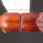 male | Image Author: TH Atkinson | Florida State Collection of Arthropods, Gainesville, Florida | holotype Metacorthylus obscuriceps Wood.  | holotype | Aracruz | Collection: Faculdade de Engenharia