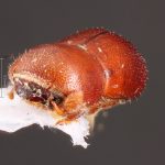 male | Image Author: TH Atkinson | Florida State Collection of Arthropods, Gainesville, Florida | holotype Metacorthylus obscuriceps Wood.  | holotype | Aracruz | Collection: Faculdade de Engenharia