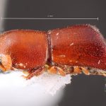 male | Image Author: TH Atkinson | Florida State Collection of Arthropods, Gainesville, Florida | holotype Metacorthylus obscuriceps Wood.  | holotype | Aracruz | Collection: Faculdade de Engenharia