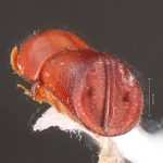 male | Image Author: TH Atkinson | Florida State Collection of Arthropods, Gainesville, Florida | holotype Metacorthylus obscuriceps Wood.  | holotype | Aracruz | Collection: Faculdade de Engenharia