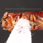 male | Image Author: TH Atkinson | Florida State Collection of Arthropods, Gainesville, Florida | holotype Metacorthylus obscuriceps Wood.  | holotype | Aracruz | Collection: Faculdade de Engenharia