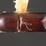 female | Image Author: TH Atkinson | Florida State Collection of Arthropods, Gainesville, Florida | paratype Metacorthylus truncatorus (Schedl).  | paratype | Nova Teutonia | Collection: Field Museum of Natural History