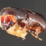 female | Image Author: TH Atkinson | Florida State Collection of Arthropods, Gainesville, Florida | paratype Metacorthylus truncatorus (Schedl).  | paratype | Nova Teutonia | Collection: Field Museum of Natural History