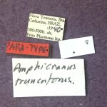 female | Image Author: TH Atkinson | Florida State Collection of Arthropods, Gainesville, Florida | paratype Metacorthylus truncatorus (Schedl).  | paratype | Nova Teutonia | Collection: Field Museum of Natural History