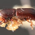 female | Image Author: TH Atkinson | Florida State Collection of Arthropods, Gainesville, Florida | paratype Metacorthylus truncatorus (Schedl).  | paratype | Nova Teutonia | Collection: Field Museum of Natural History