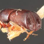 female | Image Author: TH Atkinson | Florida State Collection of Arthropods, Gainesville, Florida | paratype Metacorthylus truncatorus (Schedl).  | paratype | Nova Teutonia | Collection: Field Museum of Natural History