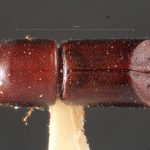 male | Image Author: TH Atkinson | Florida State Collection of Arthropods, Gainesville, Florida | paratype Metacorthylus truncatorus (Schedl).  | paratype | Nova Teutonia | Collection: Field Museum of Natural History