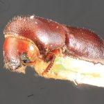 male | Image Author: TH Atkinson | Florida State Collection of Arthropods, Gainesville, Florida | paratype Metacorthylus truncatorus (Schedl).  | paratype | Nova Teutonia | Collection: Field Museum of Natural History